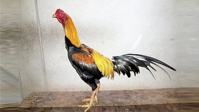 Ayam Bangkok Asli
