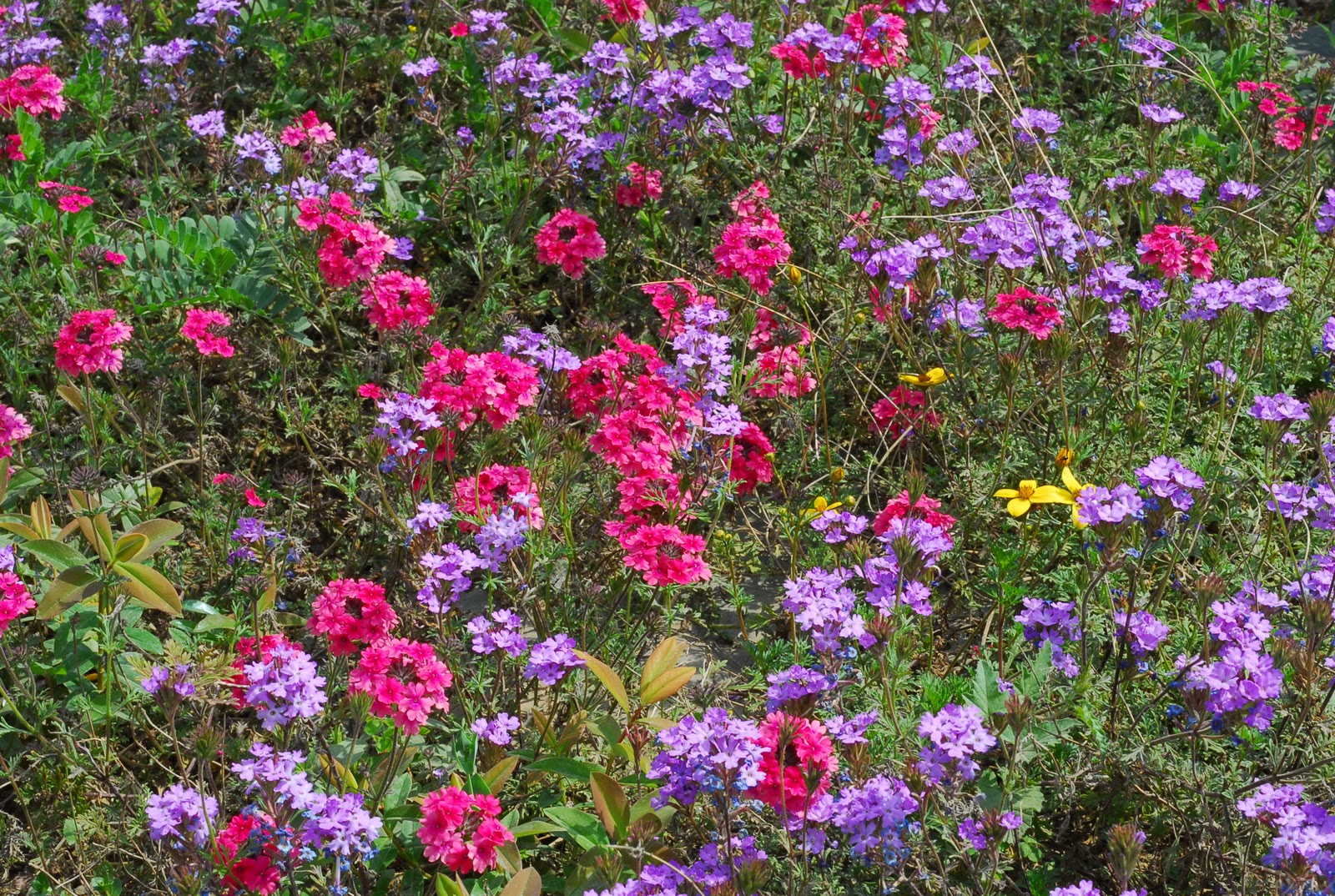 Mediterranean Gardens Mediterranean climate lawns and groundcovers