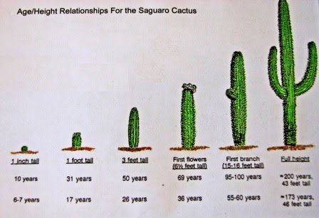 Wild Life Research: Saguaro Cacti