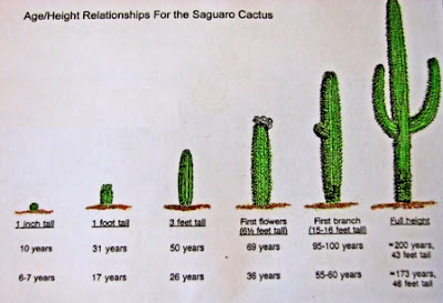 Wild Life Research: Saguaro Cacti