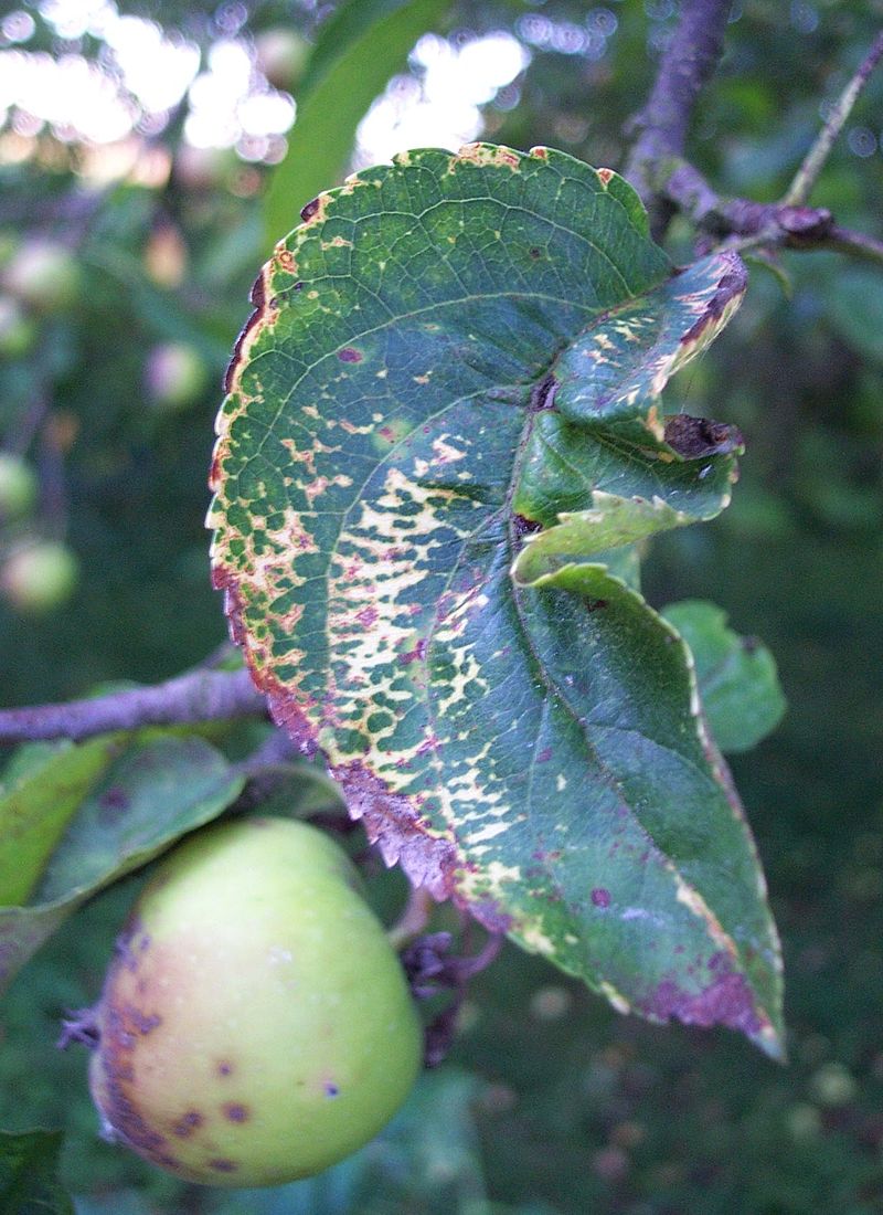 Apple Mosaic Ilarvirus)