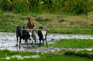 Working rice fields in Madagascar