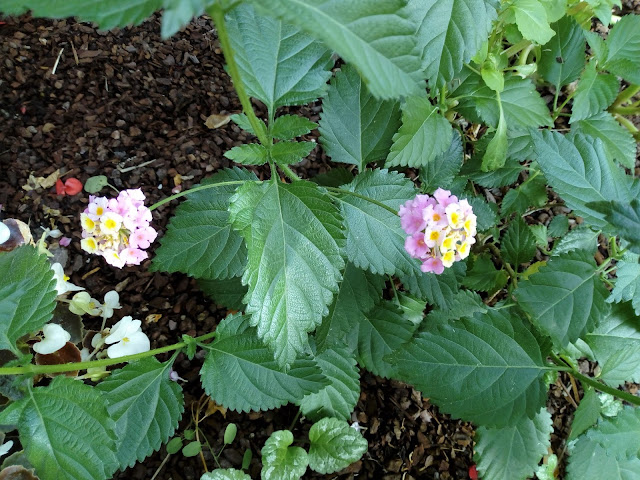 Lantana (Lantana camara L.).