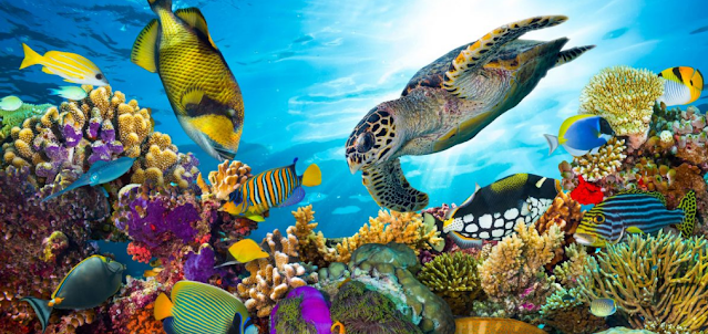 The Great Barrier Reef is an underwater heaven on earth places.