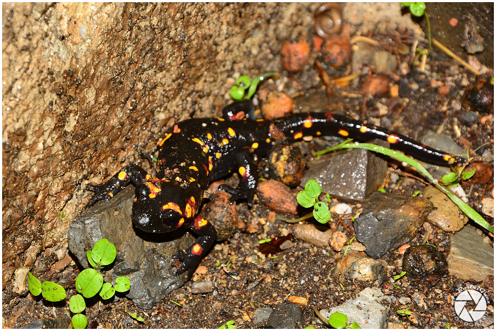 Naturaleza y Paisajes de España Salamandra