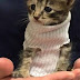 La historia del gatito con suéter que sobrevivió al huracán Matthew