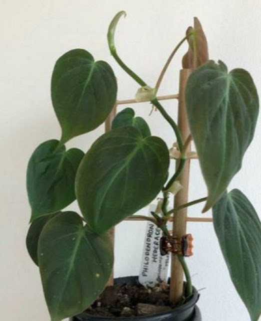 Philodendron hederaceum micans