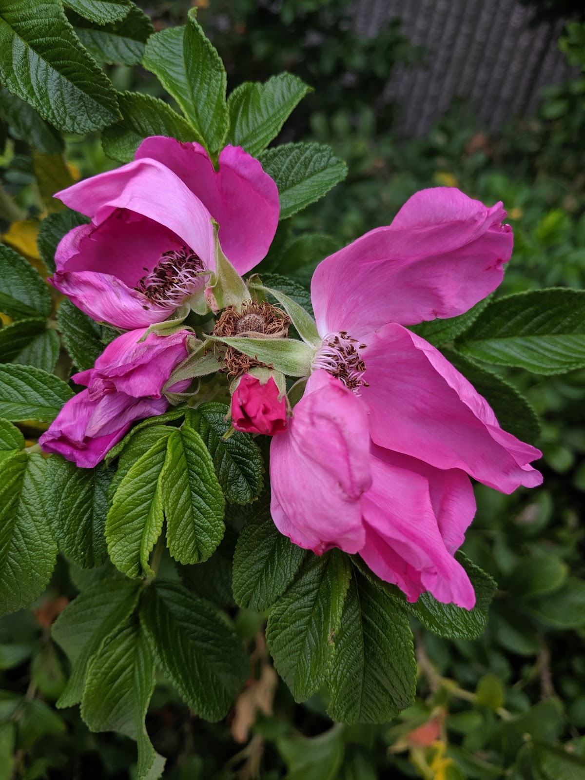 Impulse to Action August Ravenwood Flowers