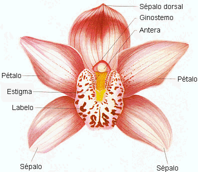 Anatomia de uma orquídea.