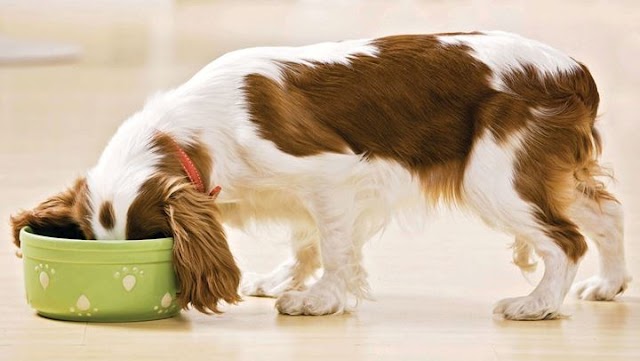 10 τροφές που είναι τοξικές για τον σκύλο σας