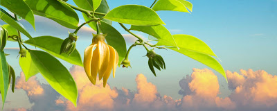 Branche d'Ylang Ylang à Mayotte avec fleur jaune et des pousses vertes et le ciel en arrière plan: excursion pour découvrir l'île . 