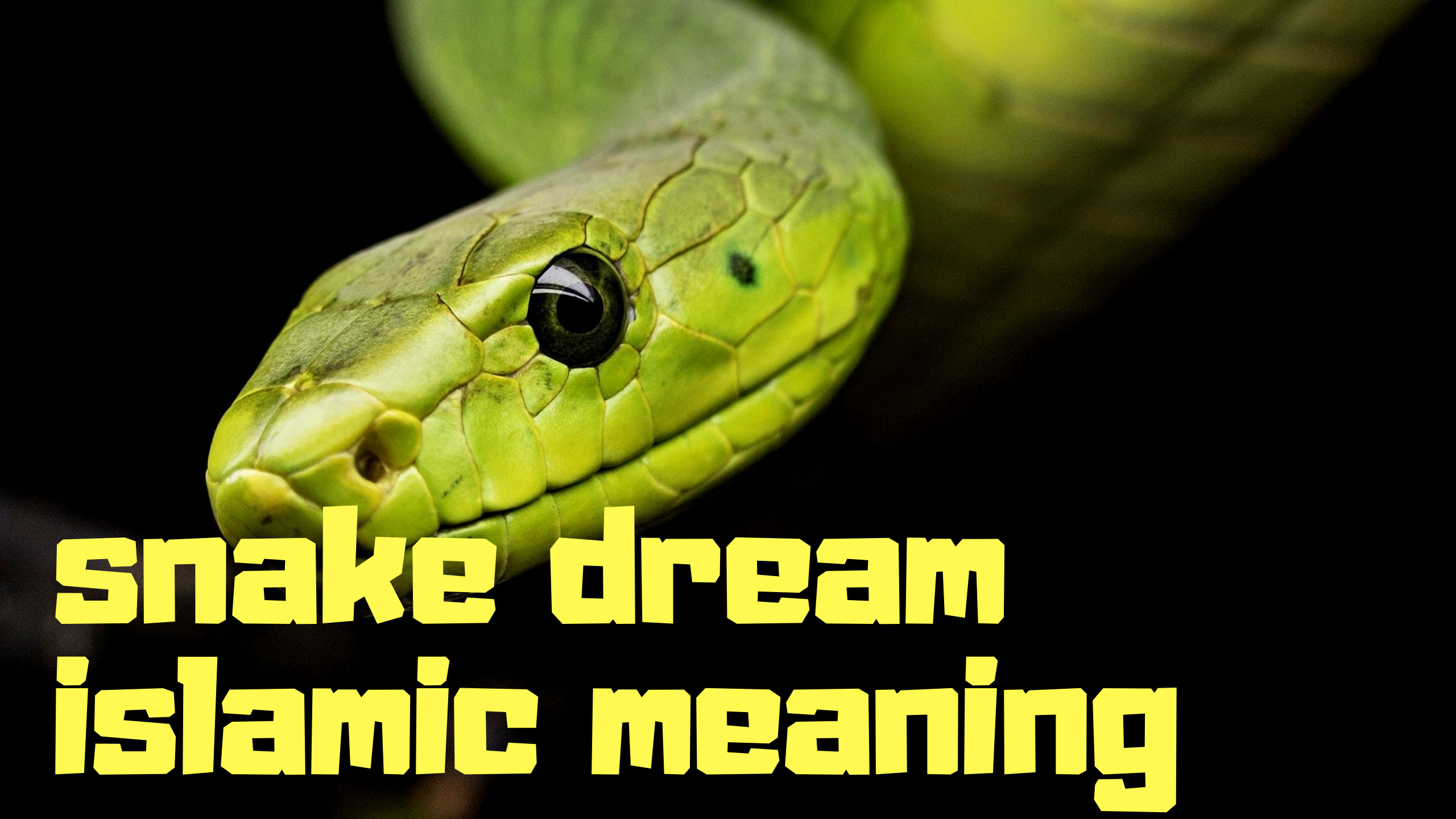 lots of snake in dream meaning