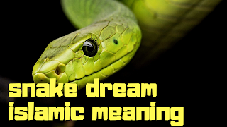 Snake dream interpretation