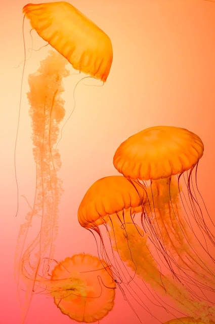 Underwater Photography in 4K - Pics-Directory Underwater Photography in 4K - Pics Directory