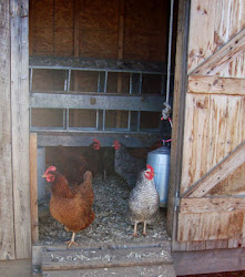 report chicken coop crisis