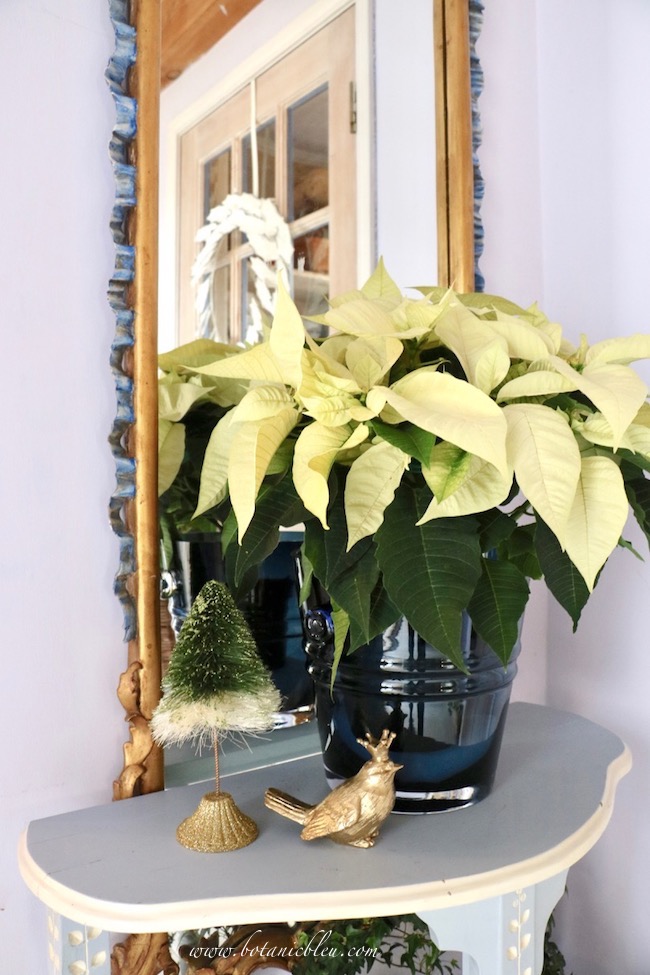 Botanic Bleu White Poinsettia Beautiful Christmas Entry