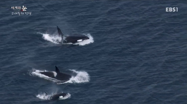 범고래 Vs혹등고래 | 인스티즈