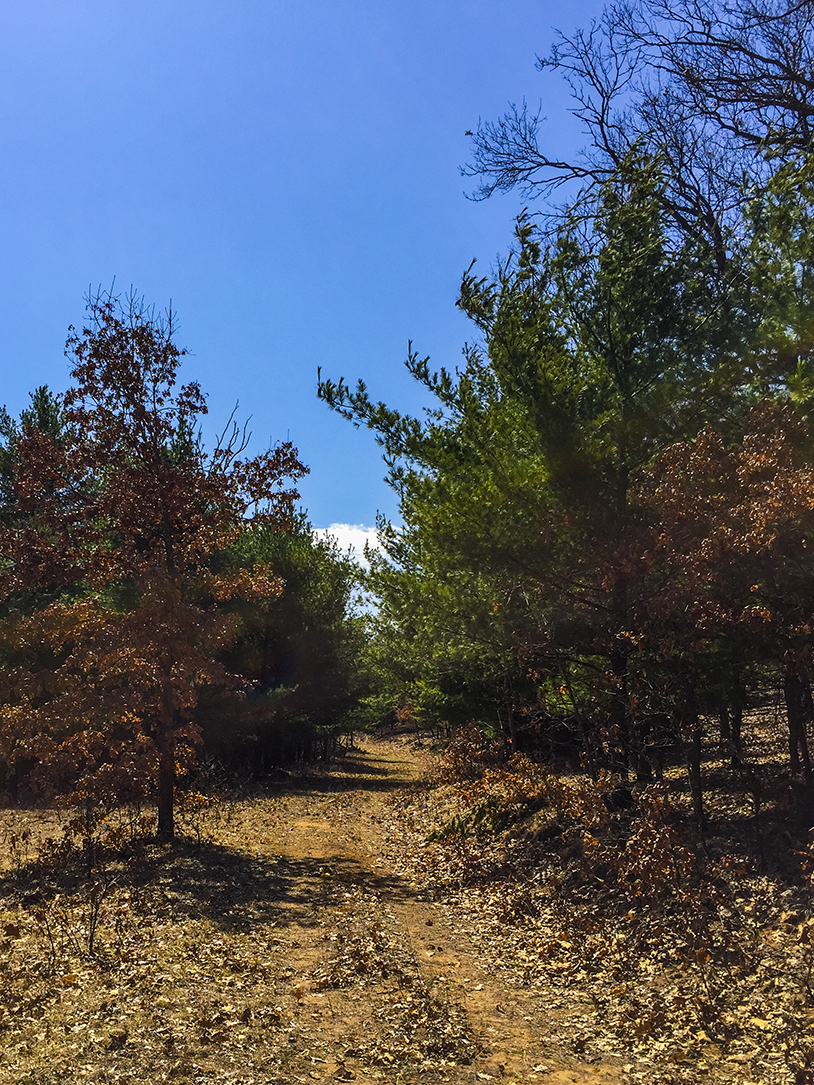 Hiking Quincy Bluff Friendship WI