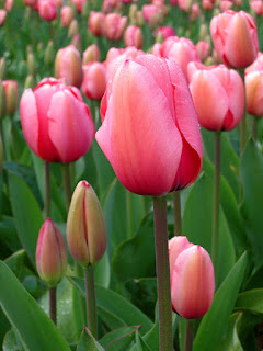Lale çiçeği, Monocots (Bir çenekliler) dalı,Liliales takımı, Liliaceae (Zambakgiller) familyası, Tulipa cinsindendir.