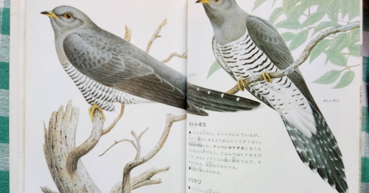 viviの田舎暮らし ポクポクと鳴く鳥