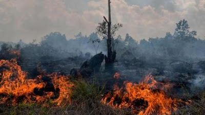 Jenis, Penyebab dan Bahaya Kebakaran Hutan