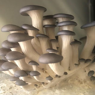 Oyster mushroom shape