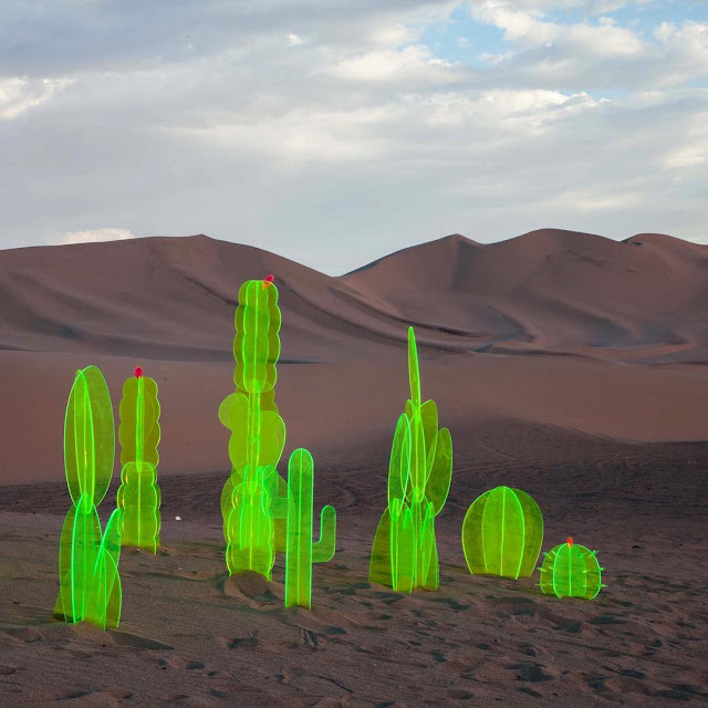 砂漠の中に生えた不思議な蛍光サボテンの正体は？【a】