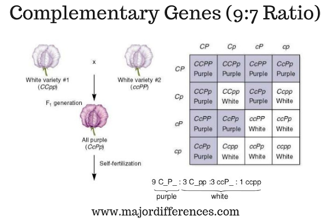 Complementary genes (9:7 RATIO)