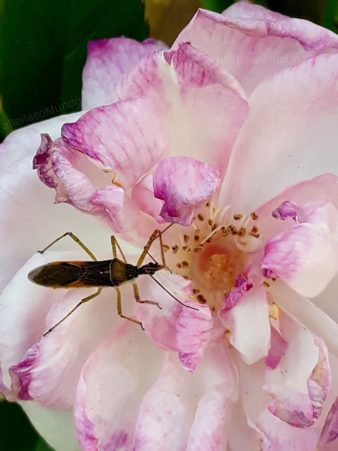 a Bella e o Mundo - dia da terra - todas as vidas contam - nature vibes