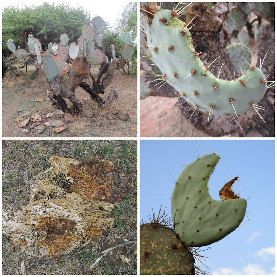El nopal - blog 11
