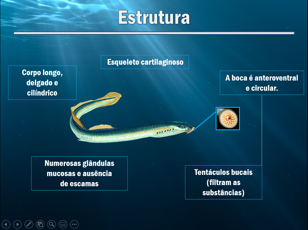 Cite Exemplos De Representantes Agnatos E Seu Tipo De Alimentação