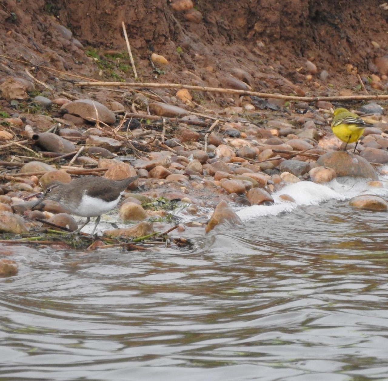 Out4aduck A record of my birding year Channel Wagtail & nervous