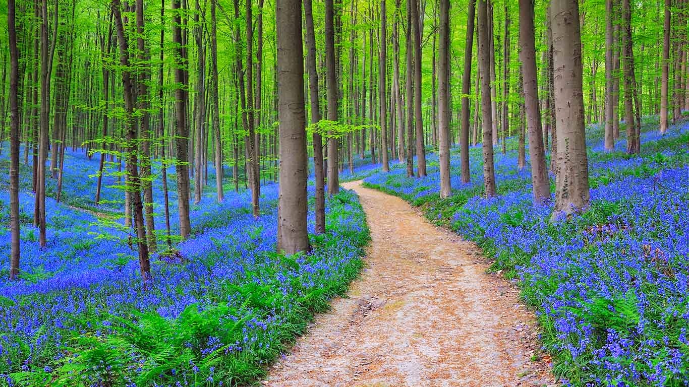Bluebells Forest Belgium