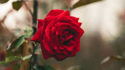 Wallpaper beautiful red rose