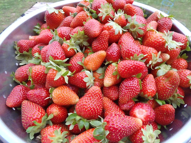 Pick'em and Preserve'm Strawberries
