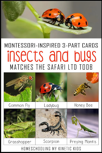 Montessori-inspired 3-part cards to match the Safari Ltd insect toob with bonus hands-on ideas for learning more about bugs.