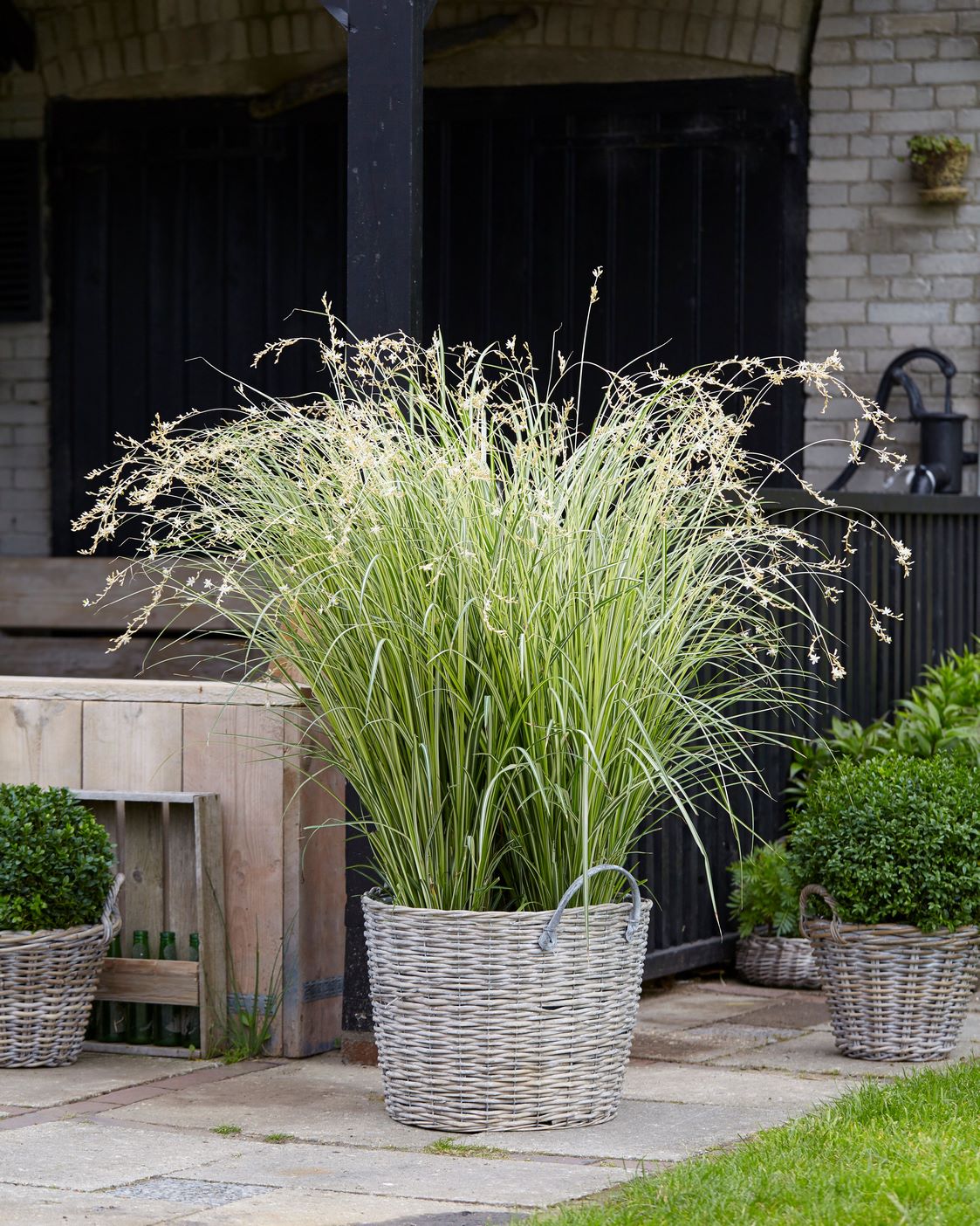 6 plantas de bajo mantenimiento