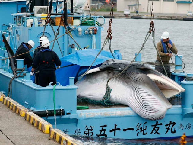 Japón reanuda caza de ballena tras más de 30 años 