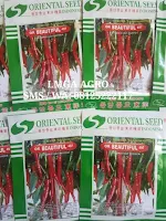 CABE MERAH OR BEAUTIFUL, CARA MENANAM CABE OR BEAUTIFUL, CABE ORIENTAL SEED, LMGA AGRO