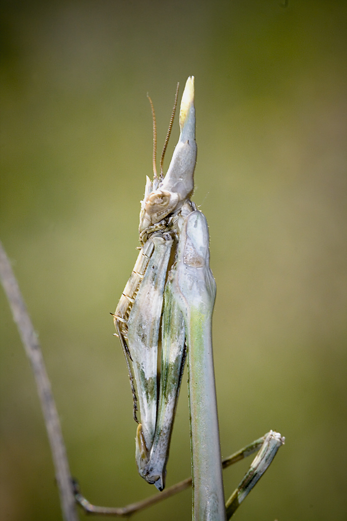 Invertebrados de Huesca: Empusa pennata (Thunberg, 1815) Insecto palo ...