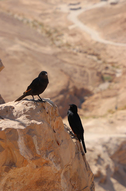 טריסטות במצדה טריסטות במדבר יהודה