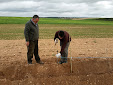 Planting Olive trees