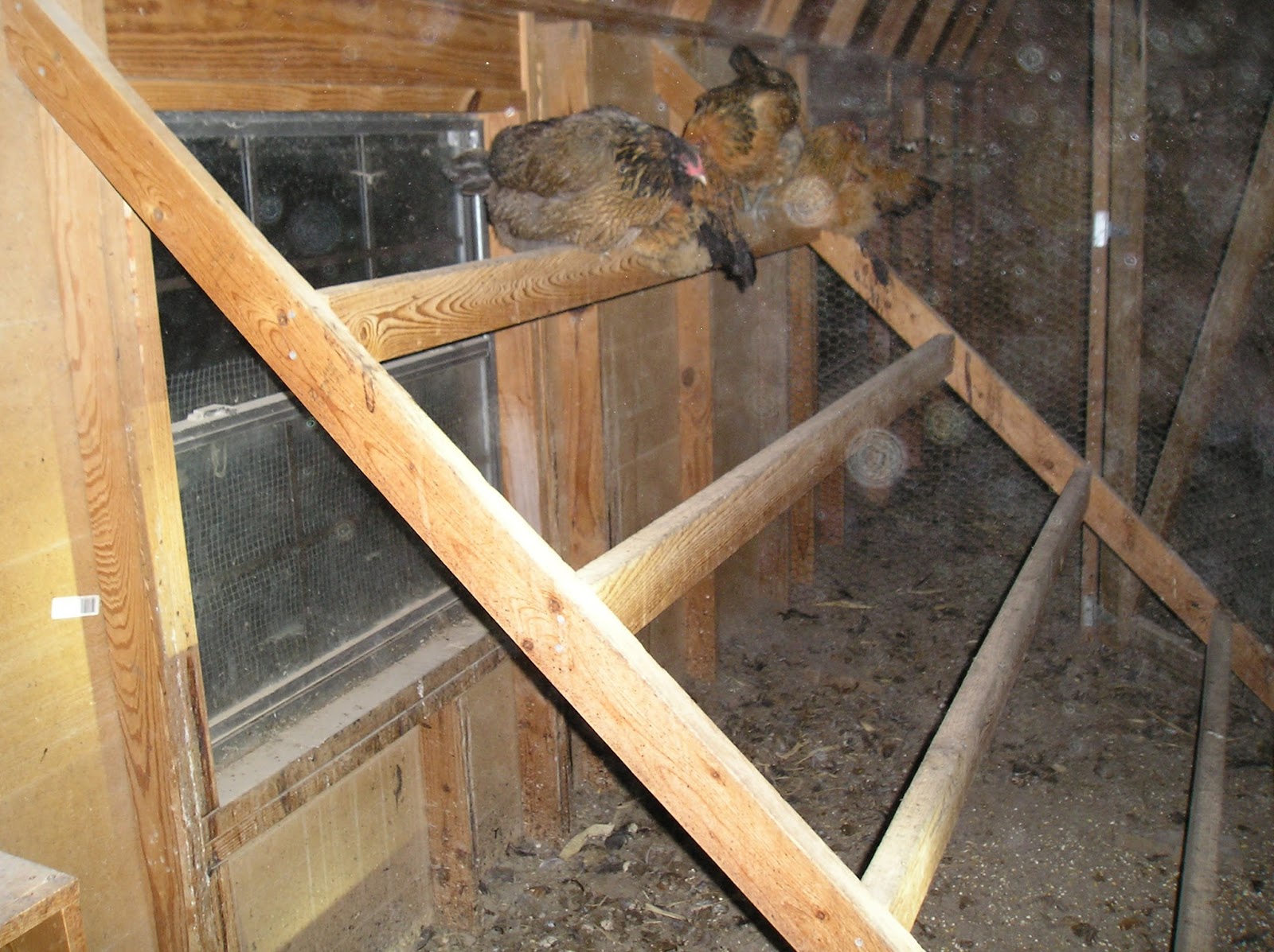 Thoughts from Frank and Fern: Chicken Housing and Needs
