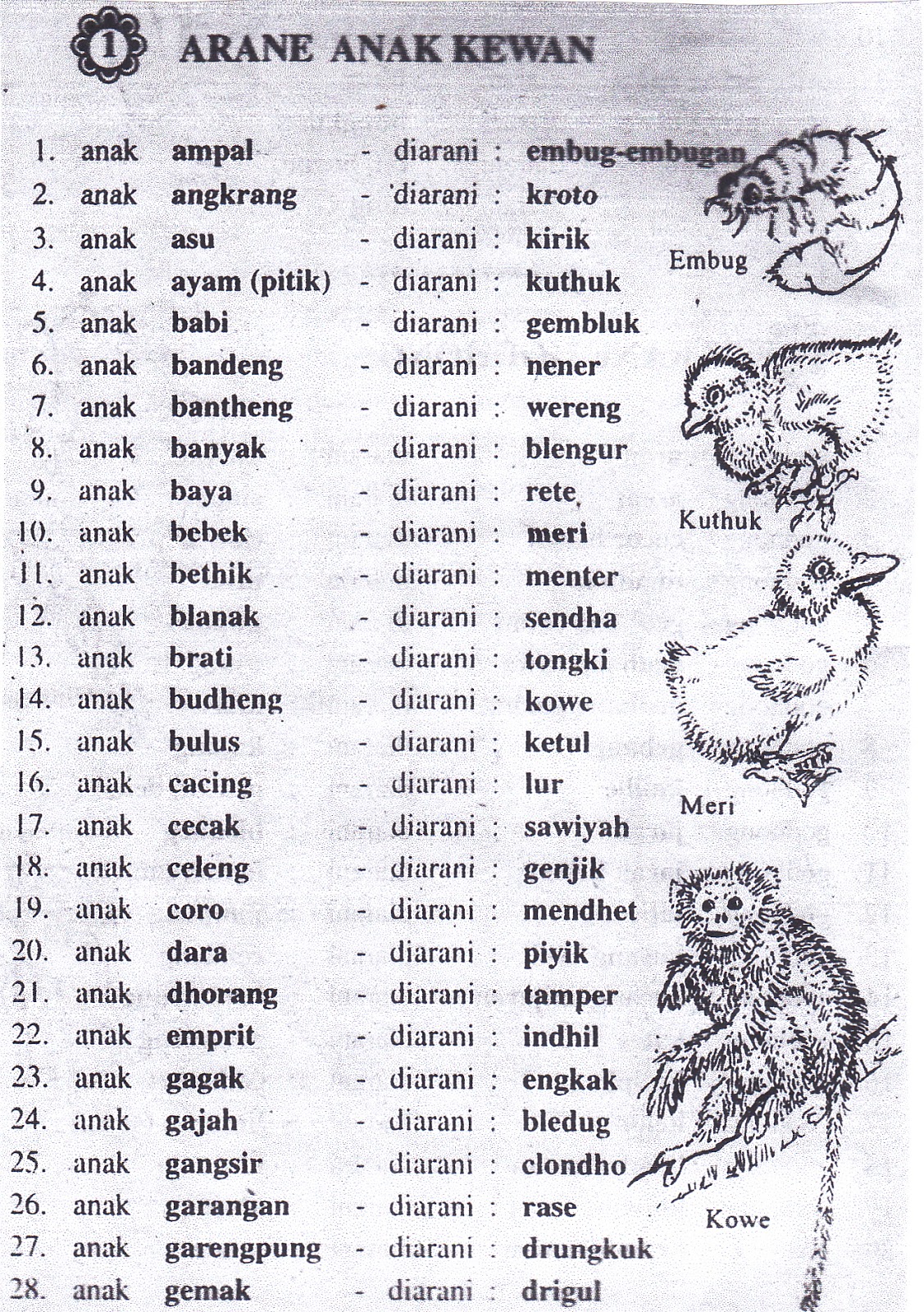 ETNIK amor Nama anak hewan  dalam bahasa jawa