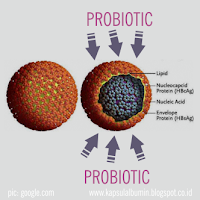 Cara Kerja Probiotik yang Bagus untuk Sirosis Hati