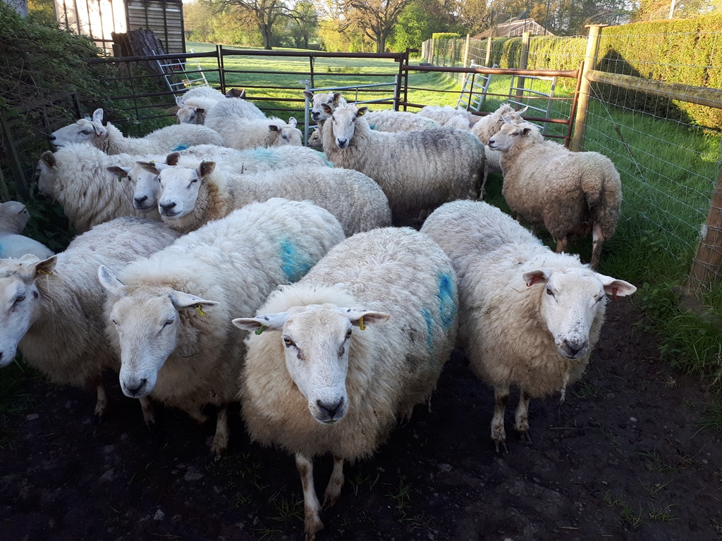 Jakoti Hand Shears Review  Jakoti Sheep Shears 
