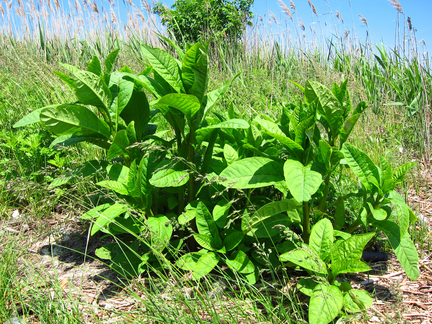 66 Square Feet (Plus) Edible Pokeweed