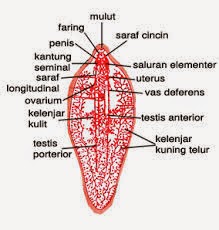 peranan platyhelminthes adalah)