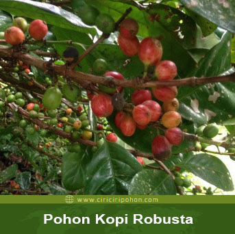 ciri ciri pohon kopi robusta