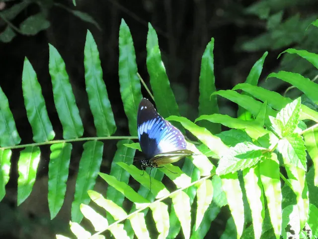 Butterfly in Bigodi Wetlands in Western Uganda